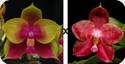 Phal. Pylos Novelty